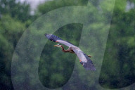Osprey And Blue Heron Hunting At The Oxbow Nature Conservancy