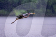 Osprey And Blue Heron Hunting At The Oxbow Nature Conservancy