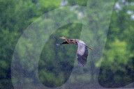 Osprey And Blue Heron Hunting At The Oxbow Nature Conservancy
