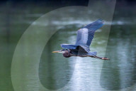 Osprey And Blue Heron Hunting At The Oxbow Nature Conservancy