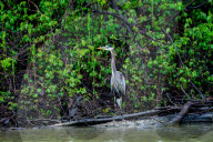 Osprey And Blue Heron Hunting At The Oxbow Nature Conservancy