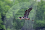 Osprey And Blue Heron Hunting At The Oxbow Nature Conservancy