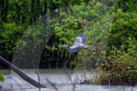 Osprey And Blue Heron Hunting At The Oxbow Nature Conservancy
