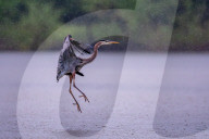 Osprey And Blue Heron Hunting At The Oxbow Nature Conservancy