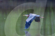 Osprey And Blue Heron Hunting At The Oxbow Nature Conservancy