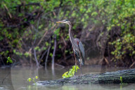 Osprey And Blue Heron Hunting At The Oxbow Nature Conservancy