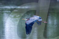 Osprey And Blue Heron Hunting At The Oxbow Nature Conservancy