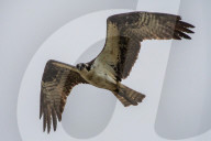 Osprey And Blue Heron Hunting At The Oxbow Nature Conservancy
