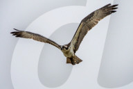Osprey And Blue Heron Hunting At The Oxbow Nature Conservancy