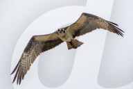 Osprey And Blue Heron Hunting At The Oxbow Nature Conservancy