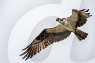 Osprey And Blue Heron Hunting At The Oxbow Nature Conservancy