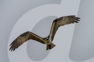 Osprey And Blue Heron Hunting At The Oxbow Nature Conservancy