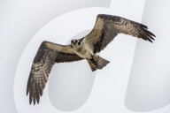 Osprey And Blue Heron Hunting At The Oxbow Nature Conservancy