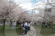 Cherry Blossoms In Toronto, Canada