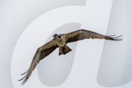 Osprey And Blue Heron Hunting At The Oxbow Nature Conservancy