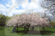 Cherry Blossoms In Toronto, Canada