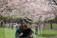 Cherry Blossoms In Toronto, Canada