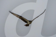 Osprey And Blue Heron Hunting At The Oxbow Nature Conservancy