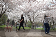 Cherry Blossoms In Toronto, Canada