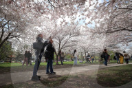 Cherry Blossoms In Toronto, Canada