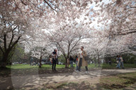 Cherry Blossoms In Toronto, Canada