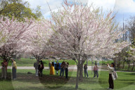 Cherry Blossoms In Toronto, Canada