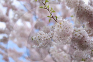 Cherry Blossoms In Toronto, Canada