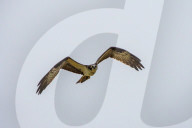 Osprey And Blue Heron Hunting At The Oxbow Nature Conservancy