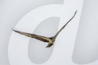 Osprey And Blue Heron Hunting At The Oxbow Nature Conservancy