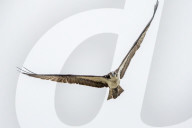 Osprey And Blue Heron Hunting At The Oxbow Nature Conservancy
