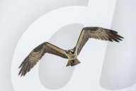 Osprey And Blue Heron Hunting At The Oxbow Nature Conservancy