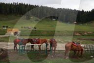 Less Tourists At Famous Ski Resort Gulmarg After Pahalgam Attack