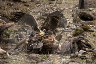 Vulture Feeds On Carcass In Nepal