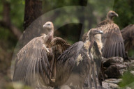 Vulture Feeds On Carcass In Nepal