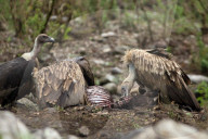 Vulture Feeds On Carcass In Nepal