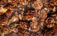 Kashmir Walnut - Popular Dry Fruit In India - Edible Seeds - Akhrot