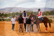 Purebred Arabian Horse Race In Dimas