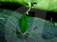 Stilt-legged Fly - Asian Weaver Ant Mimicker - Animal India