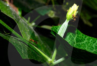Stilt-legged Fly - Asian Weaver Ant Mimicker - Animal India
