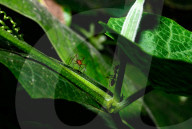 Stilt-legged Fly - Asian Weaver Ant Mimicker - Animal India