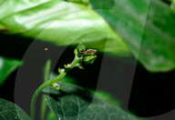 Stilt-legged Fly - Asian Weaver Ant Mimicker - Animal India