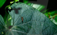 Stilt-legged Fly - Asian Weaver Ant Mimicker - Animal India