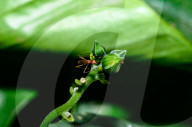 Stilt-legged Fly - Asian Weaver Ant Mimicker - Animal India