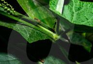 Stilt-legged Fly - Asian Weaver Ant Mimicker - Animal India