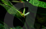 Stilt-legged Fly - Asian Weaver Ant Mimicker - Animal India