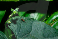 Stilt-legged Fly - Asian Weaver Ant Mimicker - Animal India