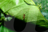 Stilt-legged Fly - Asian Weaver Ant Mimicker - Animal India