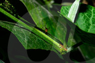 Stilt-legged Fly - Asian Weaver Ant Mimicker - Animal India
