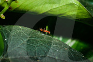 Stilt-legged Fly - Asian Weaver Ant Mimicker - Animal India