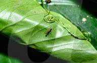 Stilt-legged Fly - Asian Weaver Ant Mimicker - Animal India